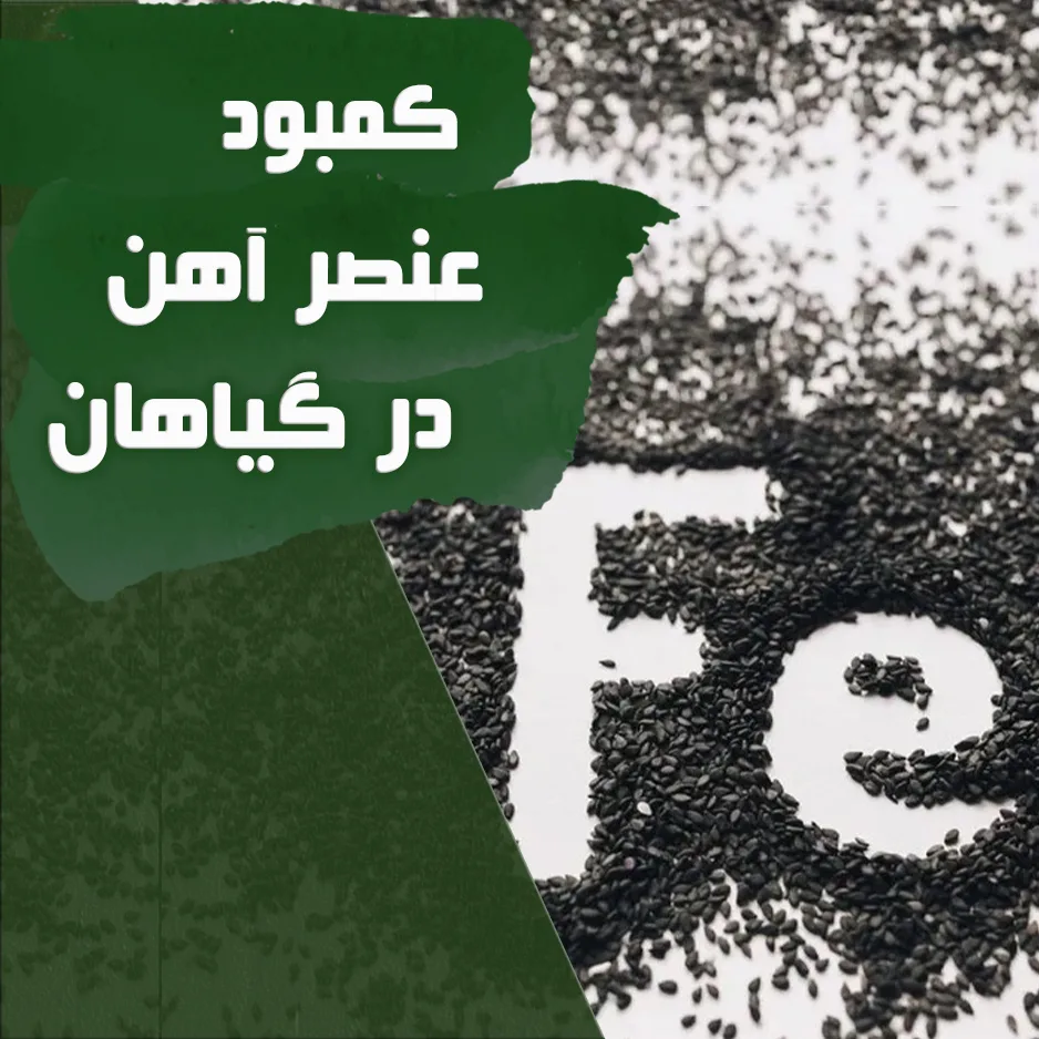 کمبود آهن در گیاهان