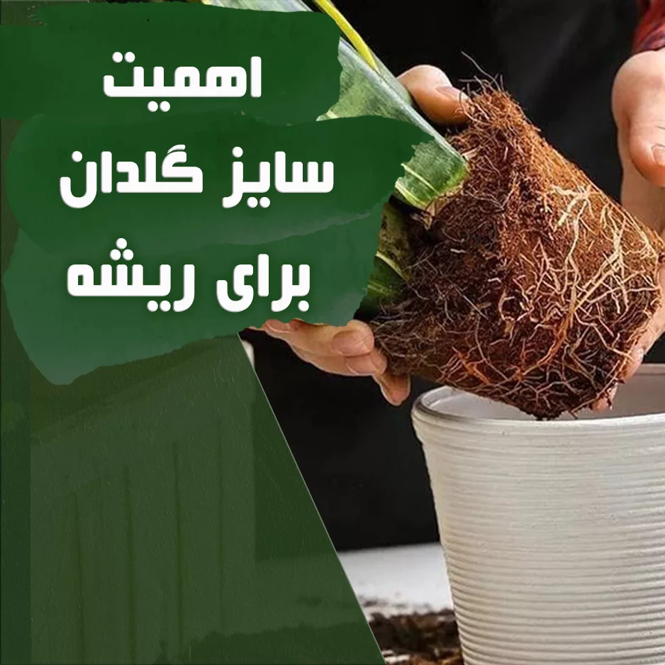 اهمیت سایز گلدان برای ریشه