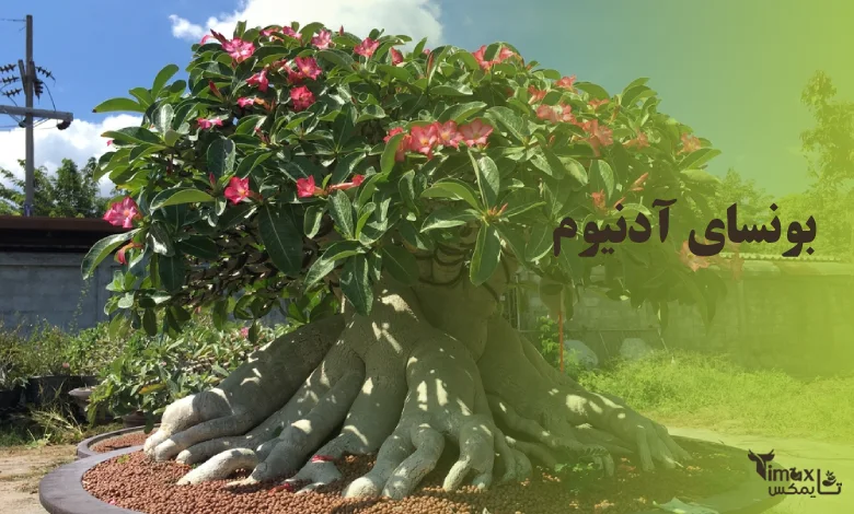 بونسای آدنیوم