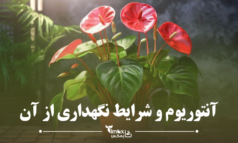 گیاه آنتوریوم Anthurium