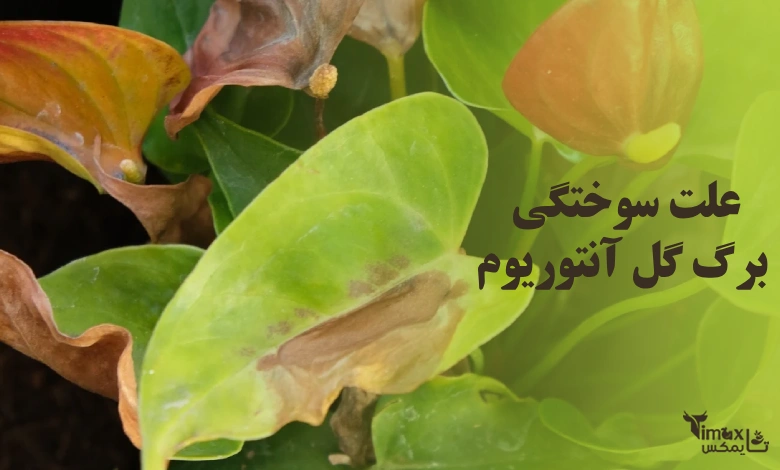 علت سوختگی برگ گل آنتوریوم