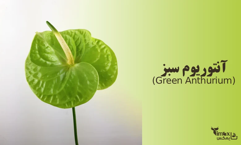 آنتوریوم سبز (Green Anthurium)