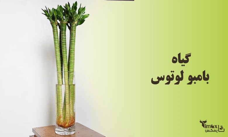 گیاه بامبو لوتوس