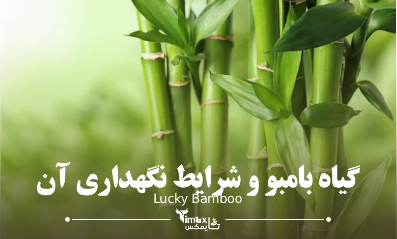 گیاه بامبو