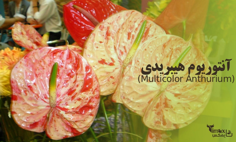آنتوریوم چند رنگ یا هیبریدی (Multicolor/Hybrid)