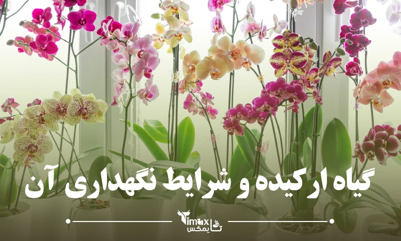 Orchid plants