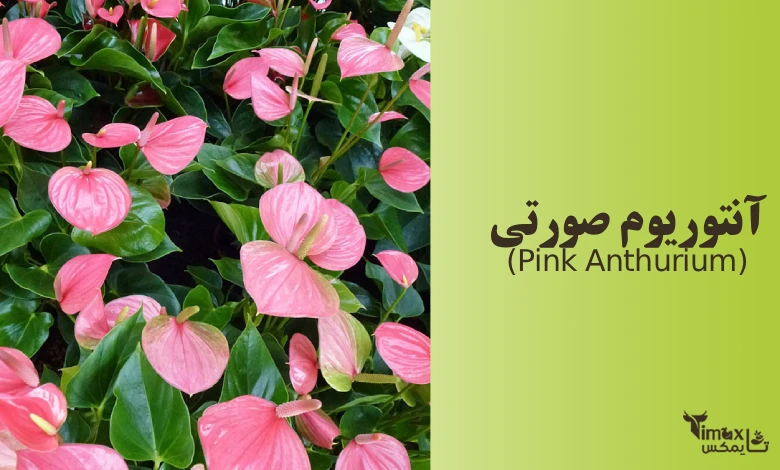 آنتوریوم صورتی (Pink Anthurium)