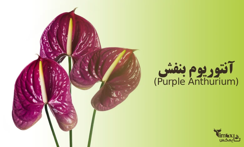 آنتوریوم بنفش یا ارغوانی (Purple Anthurium)