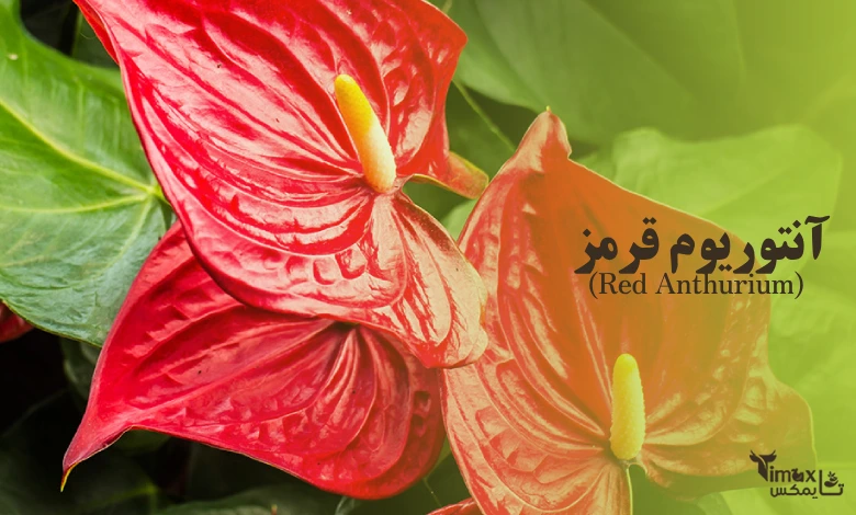 آنتوریوم قرمز (Red Anthurium)