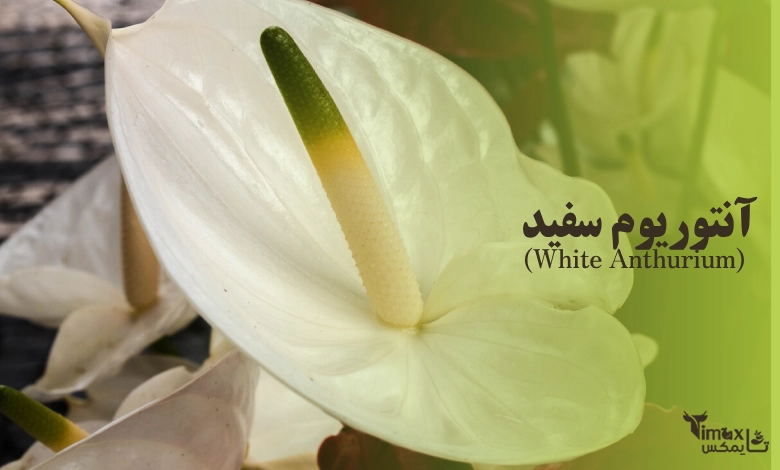 آنتوریوم سفید (White Anthurium)