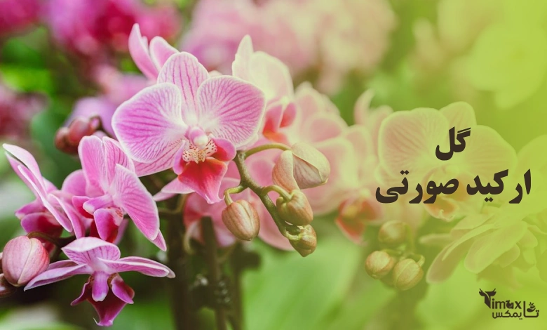 ارکیده صورتی