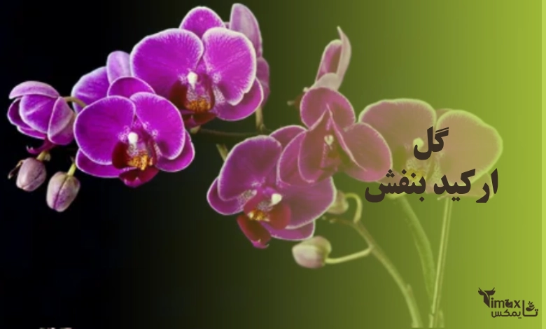 ارکیده بنفش
