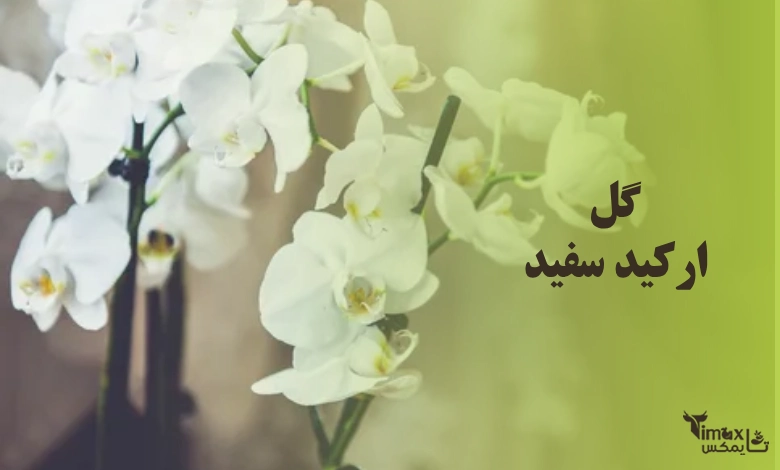 ارکیده سفید