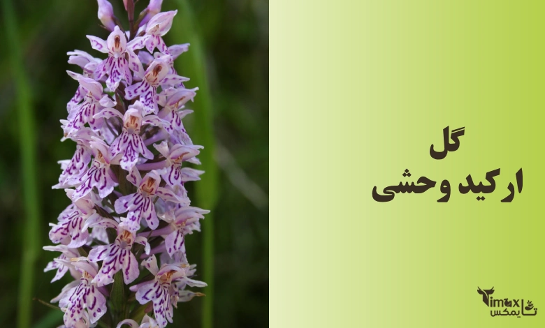 ارکیده وحشی