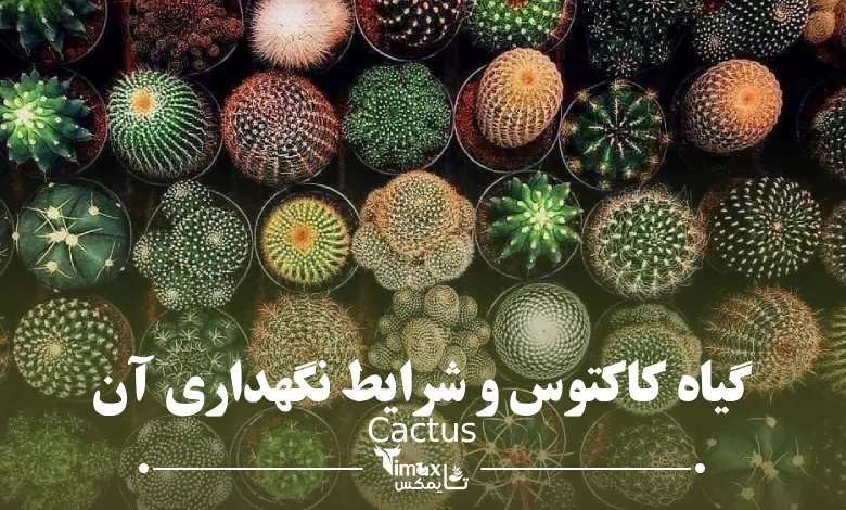 کاکتوس Cactus - تایمکس