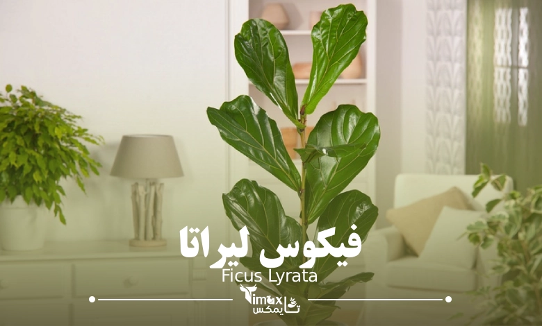 فیکوس لیراتا Ficus Lyrata - تایمکس