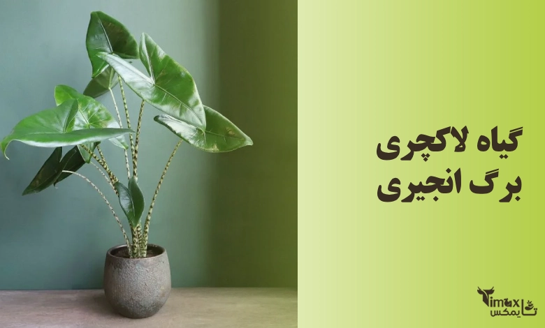 گیاهان آپارتمانی لوکس