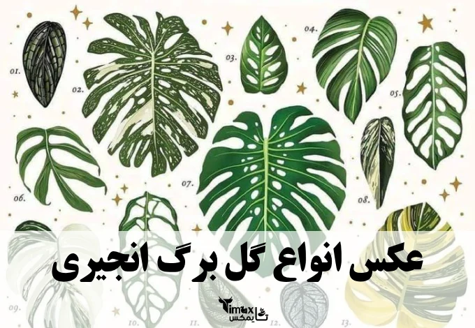 عکس انواع گل برگ انجیری