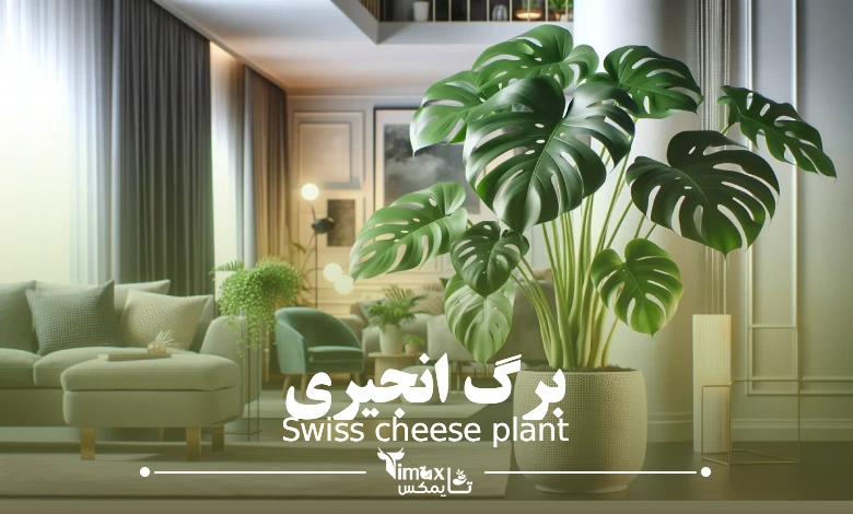 گل برگ انجیری Swiss cheese plant