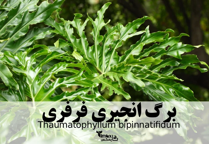 برگ انجیری فرفری