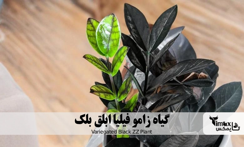 زامو فیلیا ابلق بلک