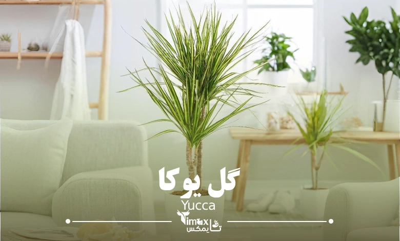گل یوکا Yucca