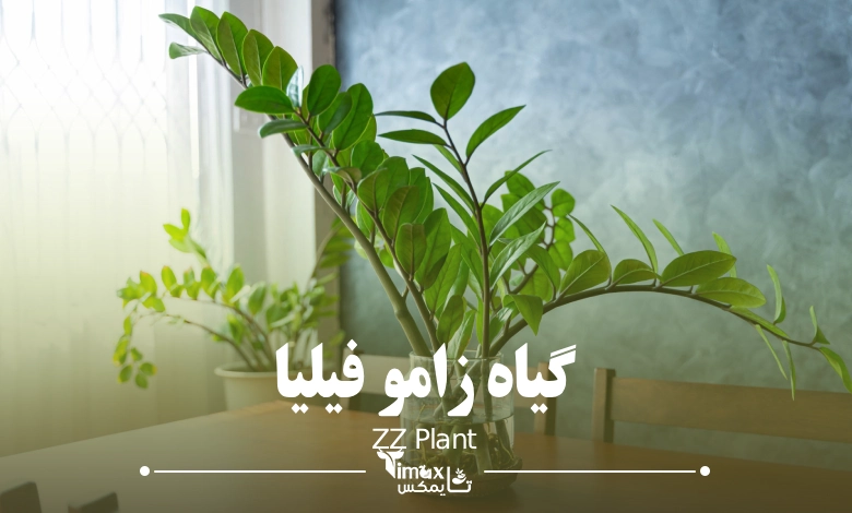 زامو فیلیا