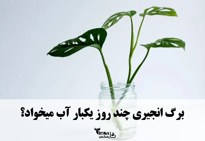 برگ انجیری چند روز یکبار آب میخواد؟