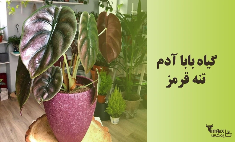 تفاوت بابا آدم تنه قرمز و تنه سبز