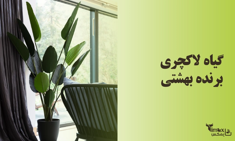 گیاهان آپارتمانی لوکس