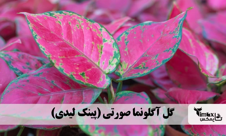 گل آگلونما صورتی 