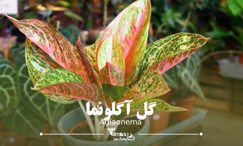 گل آگلونما Aglaonema