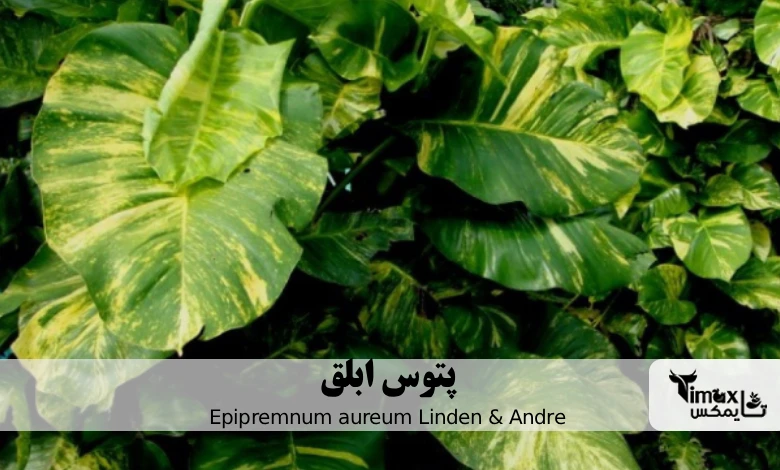 پتوس ابلق Epipremnum aureum Linden & Andre