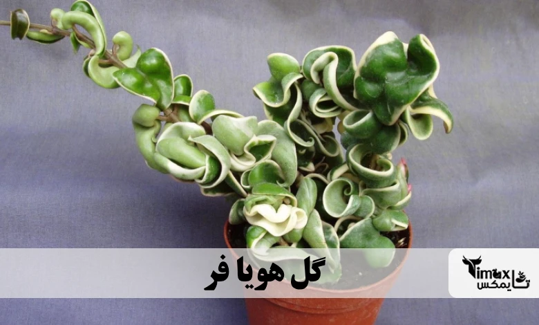 گل هویا فر