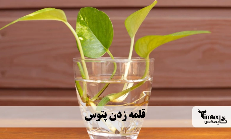 قلمه زدن گل پتوس