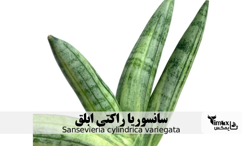 سانسوریا راکتی ابلق Sansevieria cylindrica variegata