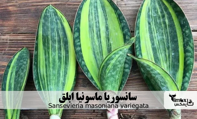  سانسوریا ماسونیا ابلق Sansevieria masoniana variegata