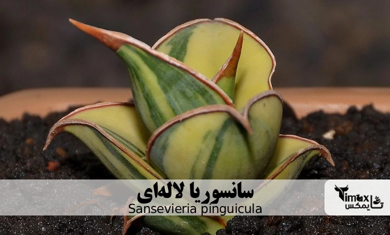 سانسوریا لاله‌ای Sansevieria pinguicula