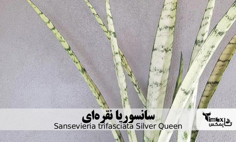 سانسوریا نقره‌ای Sansevieria trifasciata Silver Queen