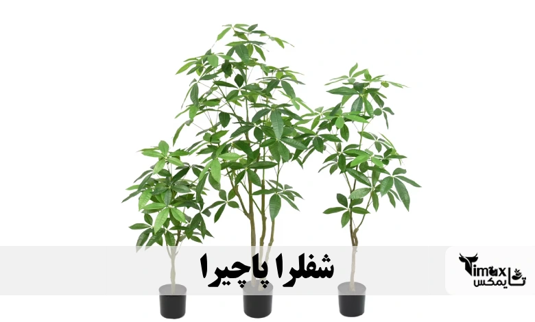شفلرا پاچیرا Schefflera Pachira