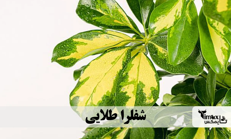 گل شفلرا طلایی golden Schefflera
