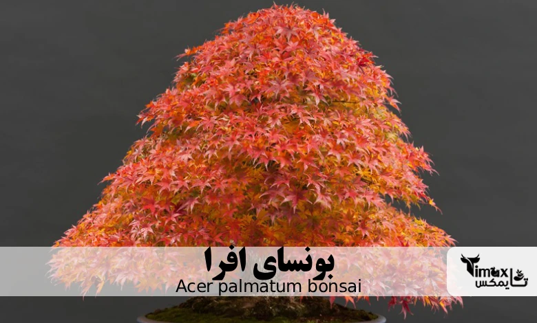 بونسای افرا Acer palmatum bonsai