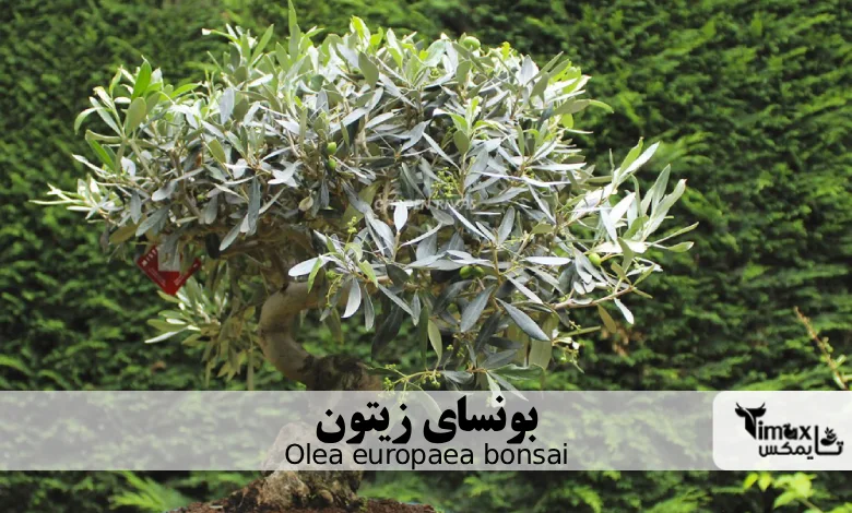  بونسای زیتون Olea europaea bonsai
