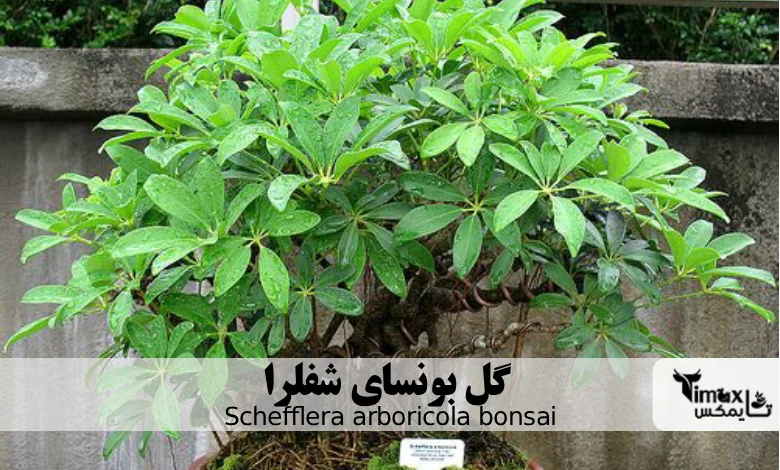  گل بونسای شفلرا Schefflera arboricola bonsai
