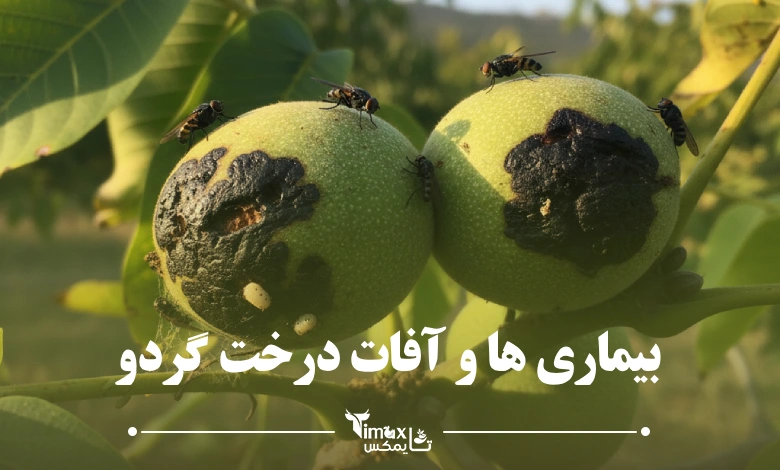 بیماری ها و آفات درخت گردو