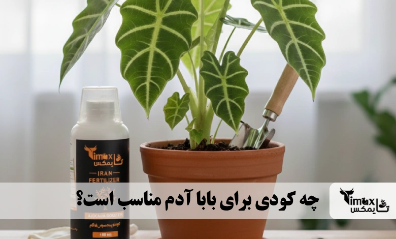 چه کودی برای بابا آدم مناسب است؟