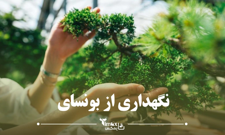 نگهداری بونسای 