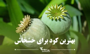بهترین کود برای خشخاش + نحوه کاشت