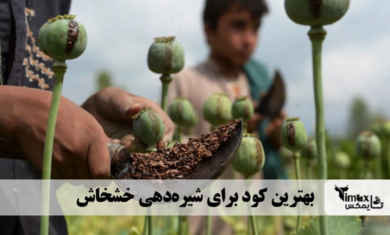 بهترین کود برای شیرهدهی خشخاش