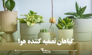 گیاهان تصفیه کننده هوا